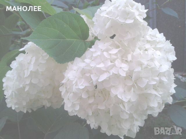 хортензия  - 2 цвята, снимка 2 - Градински цветя и растения - 45581359