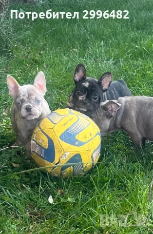 Френски булдог , снимка 3 - Френски булдог - 52567202