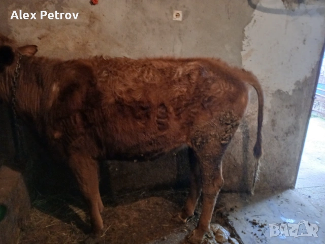 Свободни мъжко и женско теле, снимка 3 - Крави - 53655785