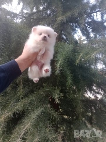 Бели мъжки и женски Померани. Реални снимки от 02.01.26 г., снимка 3 - Померан - 52908522