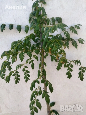 Китайски мехурник дърво за градината , снимка 4 - Градински цветя и растения - 51929152