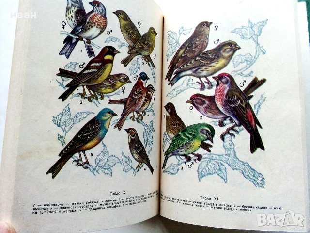 Пойни и декоративни птици - Н.Ф.Кузмин,А.И.Рибанин - 1976г., снимка 3 - Енциклопедии, справочници - 53619593