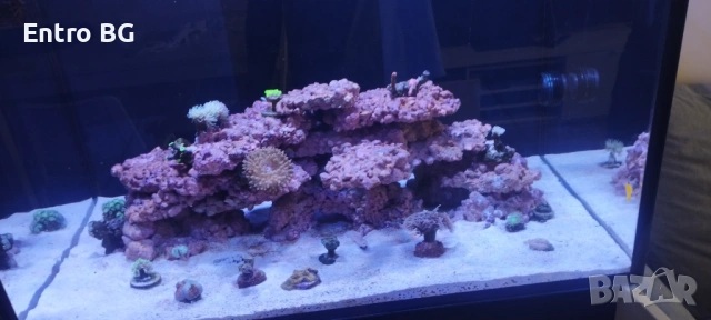 Морски аквариум red sea 300g2+, снимка 5 - Аквариуми - 53339771