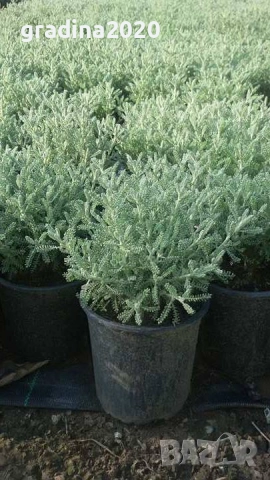 Сантолина Сребриста  , снимка 2 - Градински цветя и растения - 27370133