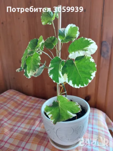 Полисциас балфуриана 'Polyscias balfouriana'