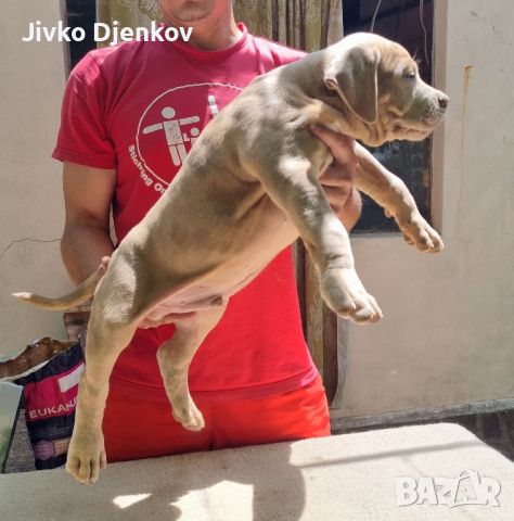 Американско були ХЛ/American bully XL , снимка 3 - Други - 46495338