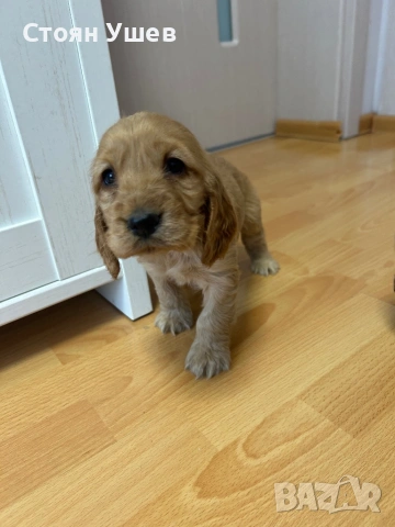 Кокер шпаньол , снимка 10 - Кокер шпаньол - 53218651