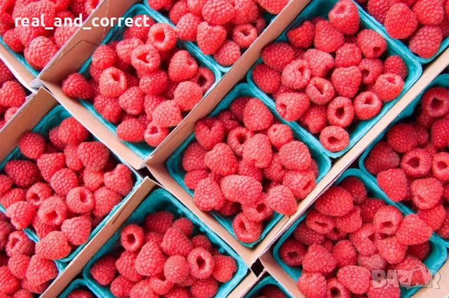 ВЕЛИКОЛЕПЕН БИО Разсад целогодишни Ягоди и Малини, снимка 10 - Разсади - 53687574