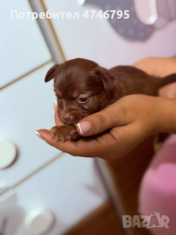 Малки Кученца бели,кафяви и бежови си търсят стопани, снимка 3 - Пинчер - 53598145