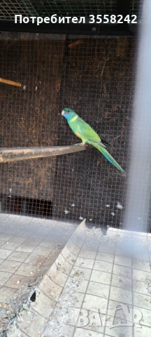 Бернадова розела, снимка 3 - Папагали - 52774562