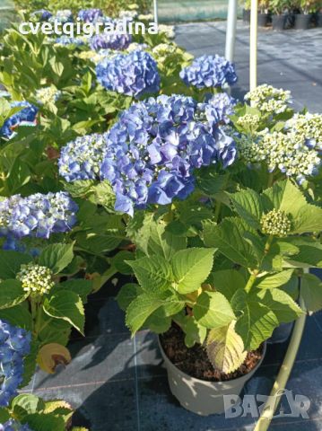 Hydrangea macrophylla 'Bela'(Хидрангея Бела), снимка 1 - Градински цветя и растения - 46099877