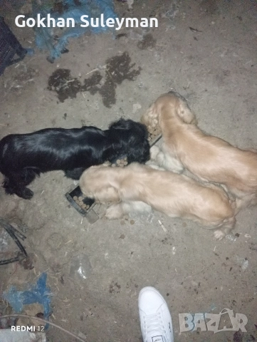 2 мъжки Кокер Шпаньол , снимка 6 - Кокер шпаньол - 52596565