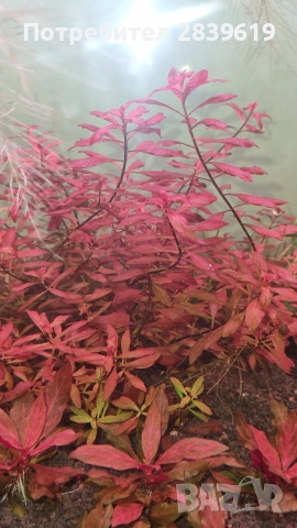 Аквариумни растения , снимка 3 - Рибки - 52689013