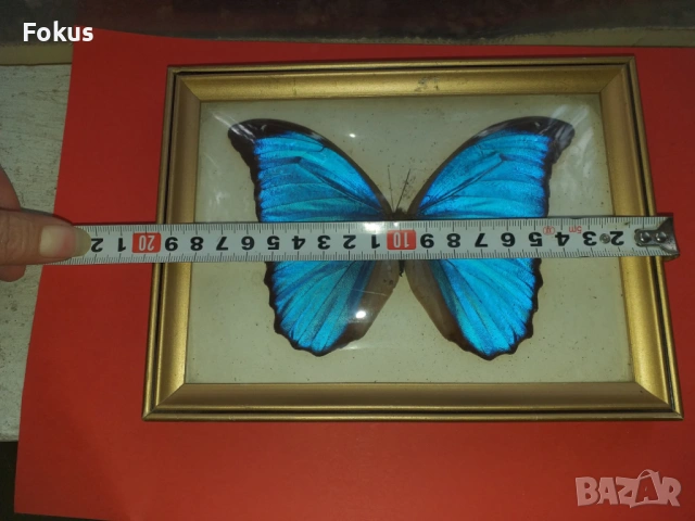 Пеперуда в рамка N2, снимка 5 - Антикварни и старинни предмети - 53363649