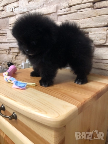 Померанче, снимка 7 - Померан - 52392869