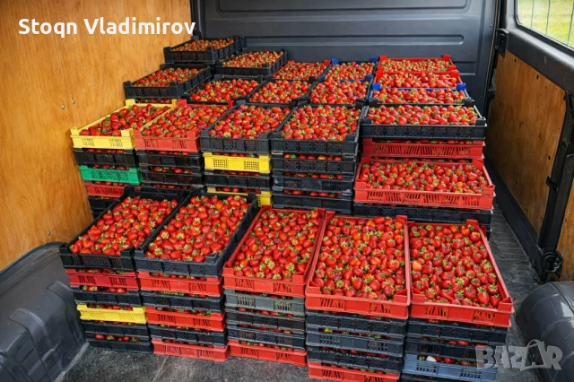 Предлагам Качствен Расад Ягоди и Малини., снимка 6 - Разсади - 53784425