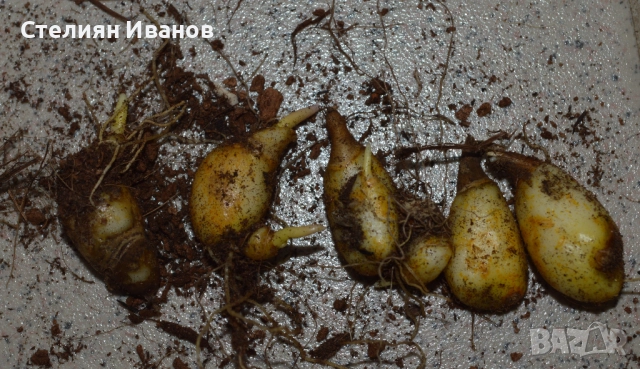 Самодивско цвете, конски зъб, кучешки зъб, еритрониум (Erythronium dens-canis) – грудки, снимка 4 - Сортови семена и луковици - 52371844