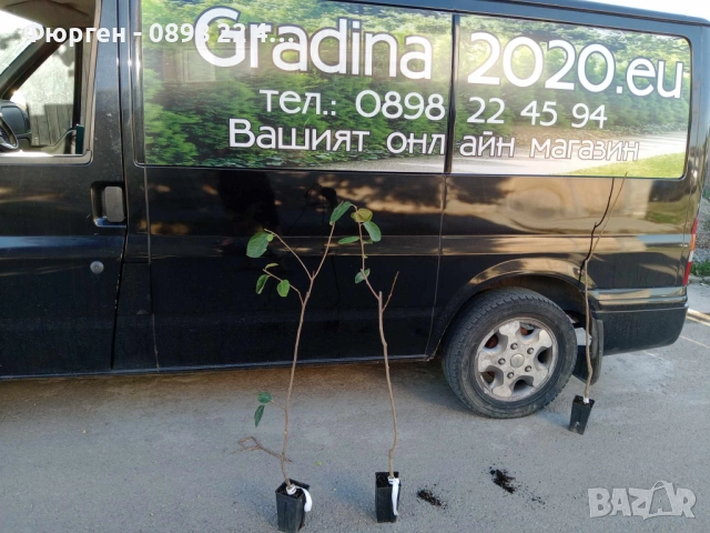 Слива Черен Сплендор - BLACK SPLENDOR, снимка 6 - Разсади - 47897945