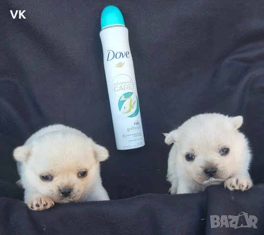 Продавам две бели чихуата, снимка 2 - Чихуахуа - 52919965