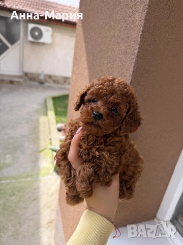 Той пудел , снимка 4 - Пудели - 53692932