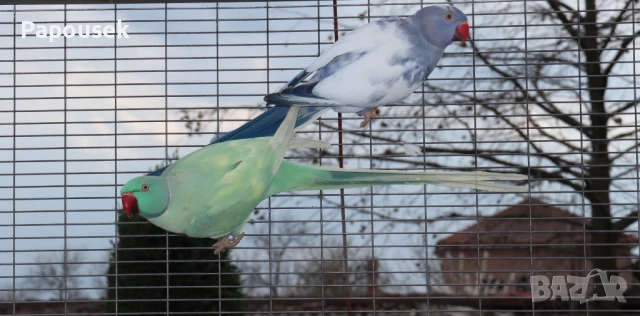 Малки Александри , снимка 12 - Папагали - 50581373