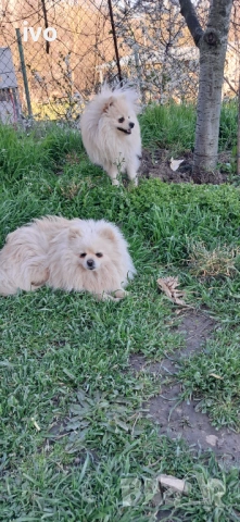 Померанче , снимка 3 - Немски шпиц - 54114667