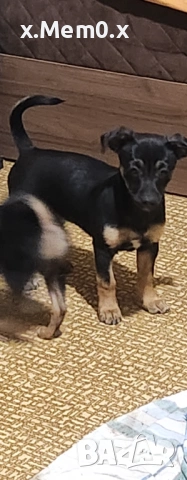 Мини пинчер, снимка 4 - Пинчер - 53056833