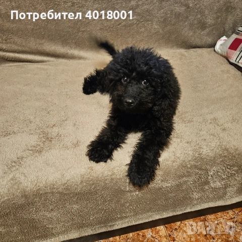 продавам черен мъжки Пудел