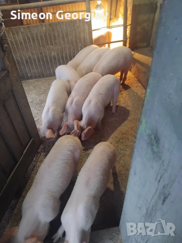 малки прасета 17 до 20 кг