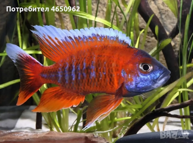 Аквариумни риби, африкански цихлиди от езерото Малави, снимка 17 - Рибки - 52414237