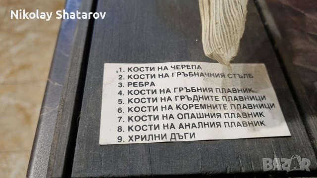 Стар анатомичен модел , снимка 6 - Други ценни предмети - 53830111