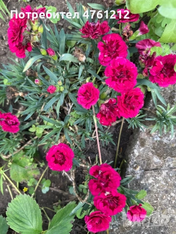 Парцел в с. Сандрово