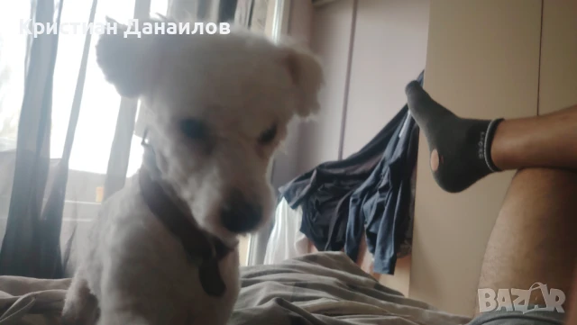 Френски Бишон фризе търси дама , снимка 5 - Болонка - 51145379