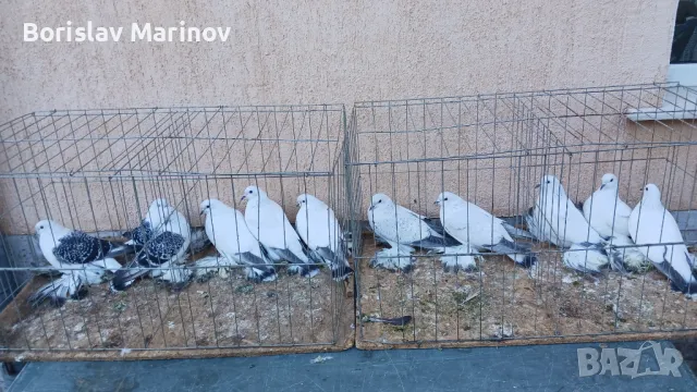 Ice pigeons, снимка 4 - Гълъби - 48388460