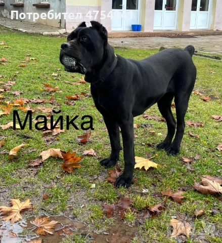 Бебета кане корсо родени на 16.01.2026, снимка 7 - Кане корсо - 53705865