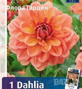 ДАЛИЯ - Глудки/ ПРЕДВАРИТЕЛНИ ПОРЪЧКИ, снимка 13 - Сортови семена и луковици - 44793217