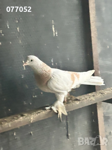 Млад чифт Мардини