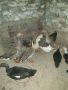 лебедови и обикновени гъски, снимка 2