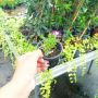 Дрозантемум, Drosanthemum, снимка 15