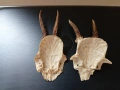Еленови рога - 2 броя(малки, с част от черепа), снимка 4