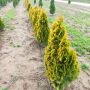 Туя Златен Смарагд, Thuja Occidentalis Golden Smaragd, снимка 4