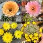 Продавам екзотични кактуси, колекционерски, редки видове - Echinocereus Nicholii, El Capitan и други, снимка 4