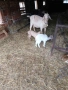 Продавам кози с ярета, снимка 12