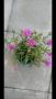Делосперма, снимка 1 - Градински цветя и растения - 45804240
