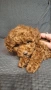 пуделчета той/ момче и момиче/toy poodle, снимка 2