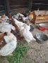селски пилета , снимка 2