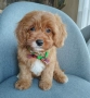 Cavapoo/Mini poodle , снимка 8