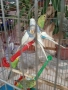 Млади Вълнисти папагали , снимка 7
