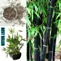 100 бр. ЧЕРНИ бамбукови семена - Phyllostachys nigra - Издръжлив рядък вид вечнозелен черен бамбук, снимка 9