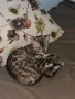 Бенгалска котка момиче, снимка 3
